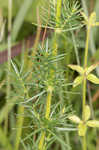 Yellow Spring bedstraw 